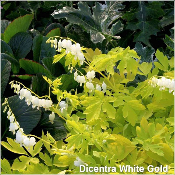 Dicentra White Gold
