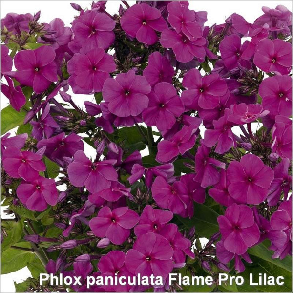 Phlox paniculata Flame Pro Lilac