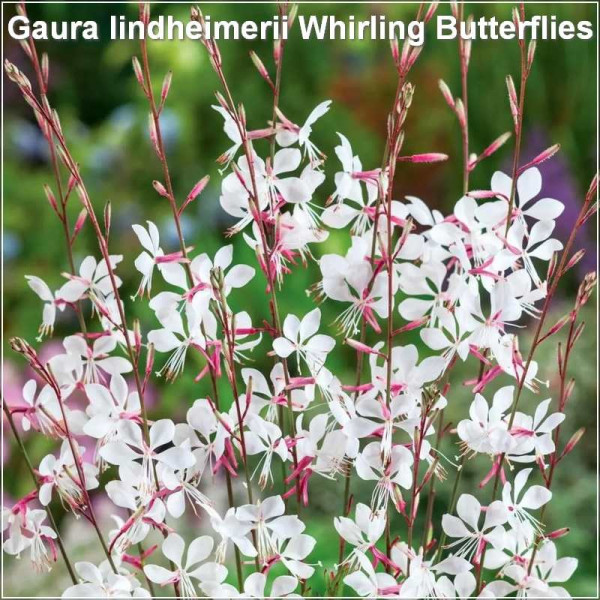 Gaura lindheimerii Whirling Butterflies