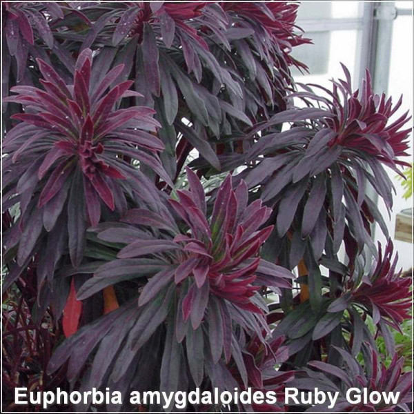 Euphorbia amygdaloides Ruby Glow