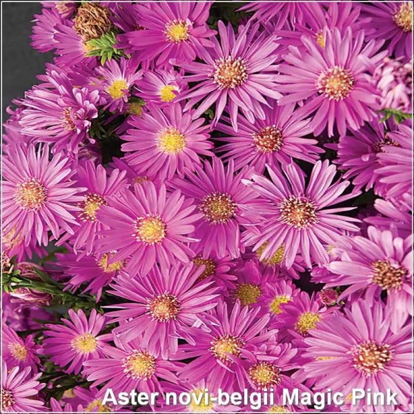 Aster Magic Pink