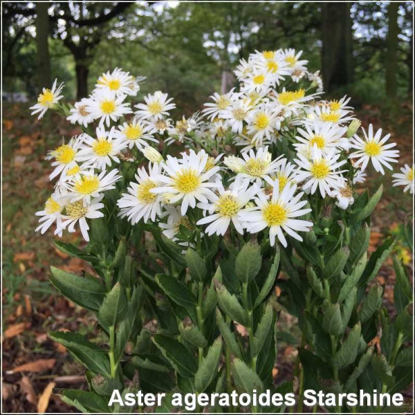 Aster ageratoides Starshine
