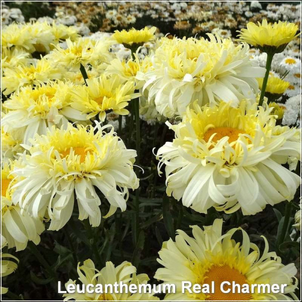 Leucanthemum Real Charmer