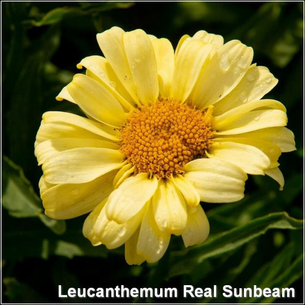 Leucanthemum Real Sunbeam
