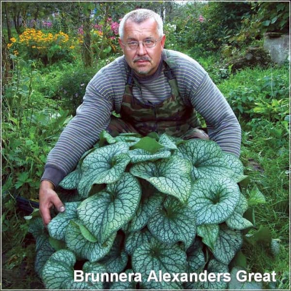 Brunnera Alexanders Great