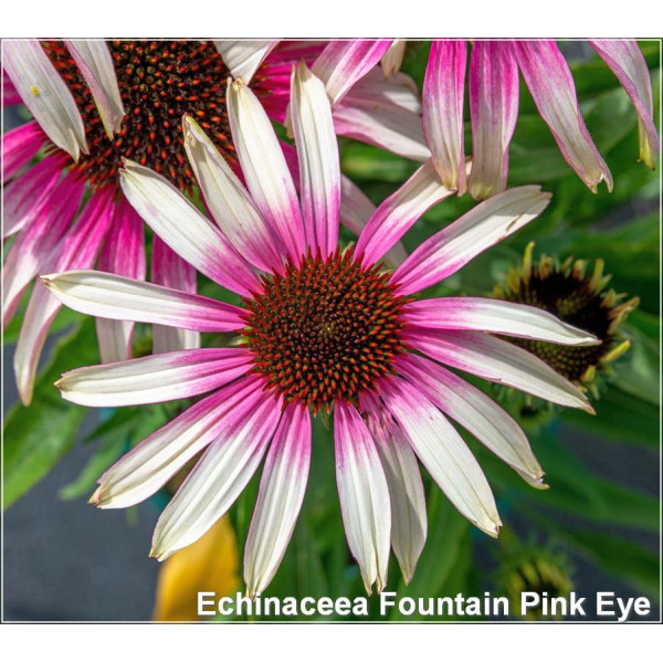 Echinaceea Fountain Pink Eye