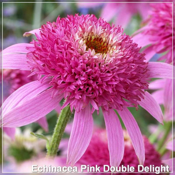 Echinacea Pink Double Delight