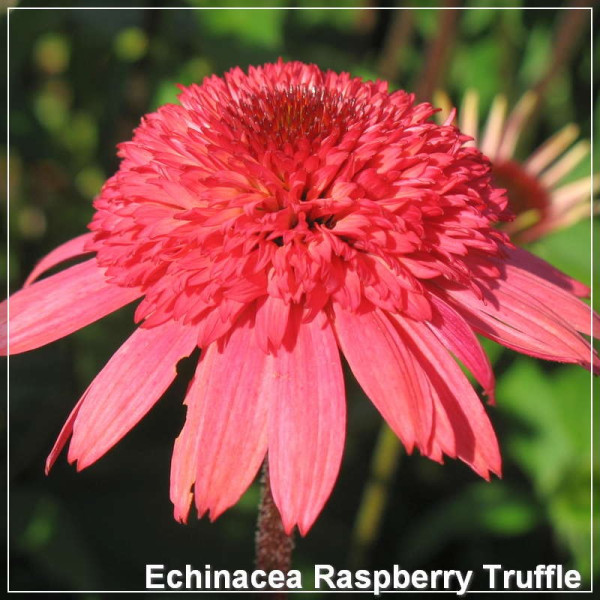 Echinacea Raspberry Truffle