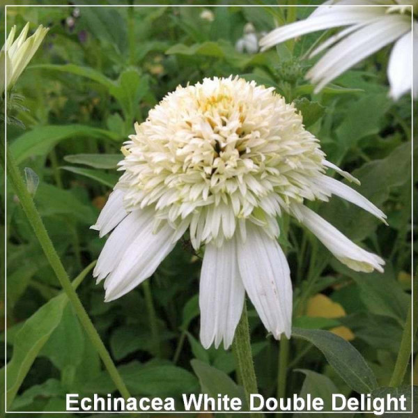 Echinacea White Double Delight