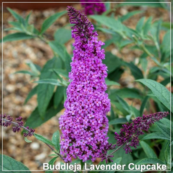 Buddleja Lavender Cupcake