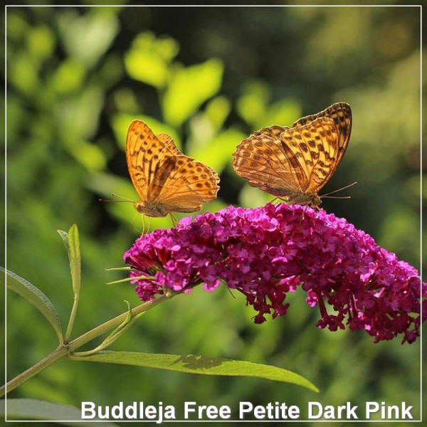 Buddleja Free Petite Dark Pink