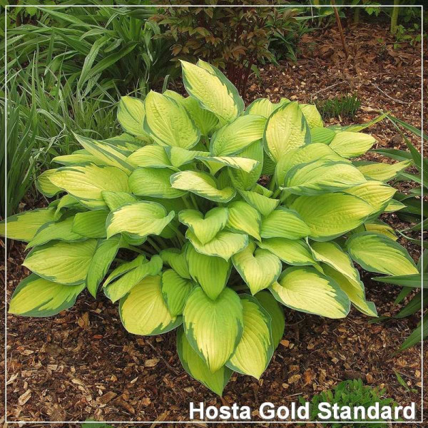 Hosta Gold Standard