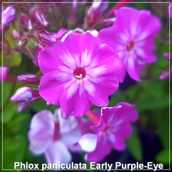 Phlox paniculata Early Purple Eye