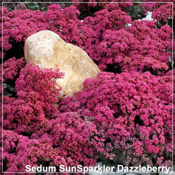 Sedum SunSparkler Dazzleberry