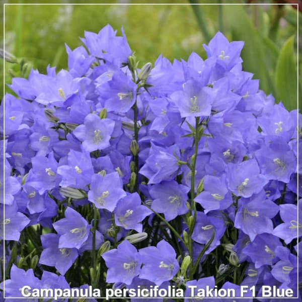 Campanula persicifolia Takion F1 Blue