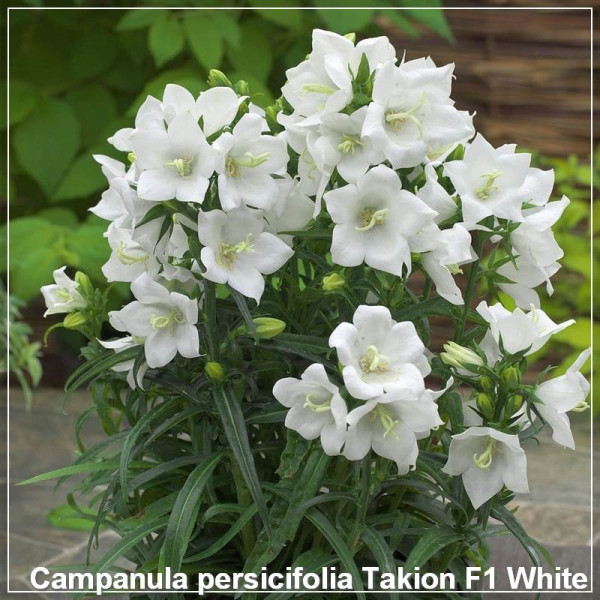 Campanula persicifolia Takion F1 White