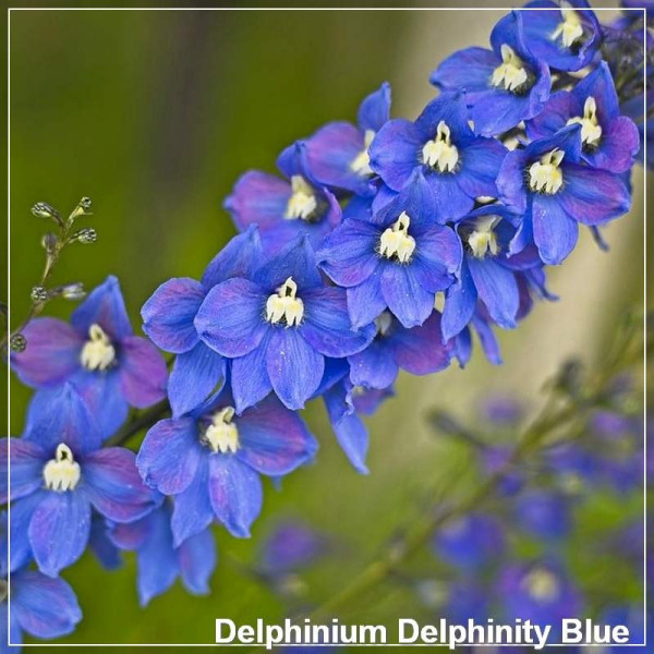 Delphinium Delphinity Blue