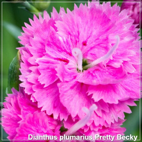 Dianthus plumarius Pretty Becky