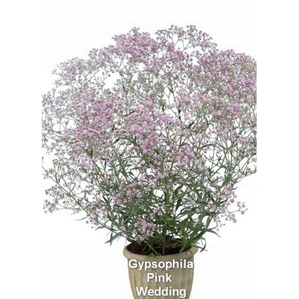 Gypsophila Pink Wedding