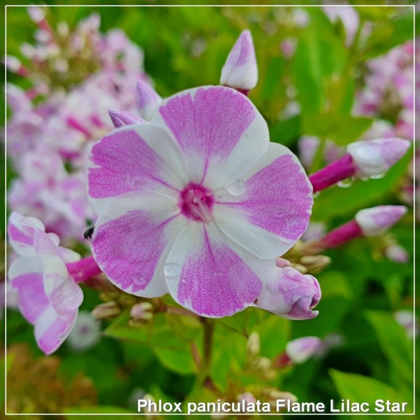 Phlox paniculata Flame Lilac Star