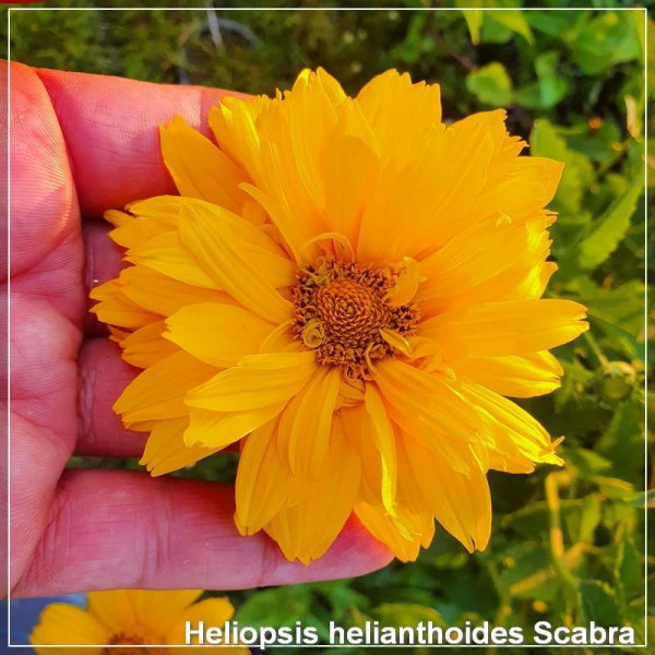 Heliopsis helianthoides Scabra