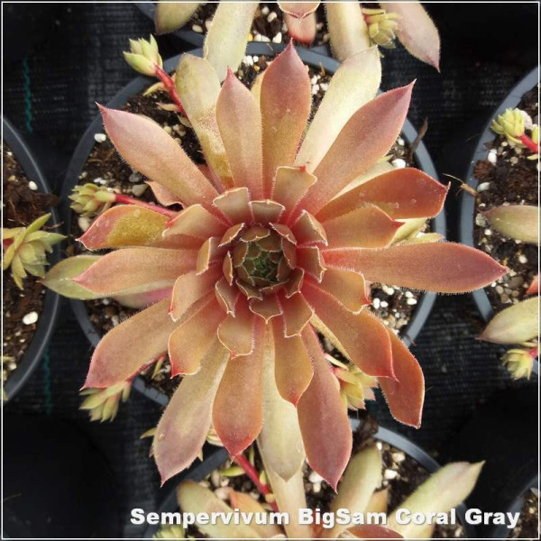 Sempervivum BigSam Coral Gray