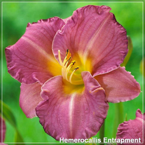 Hemerocallis Entrapment