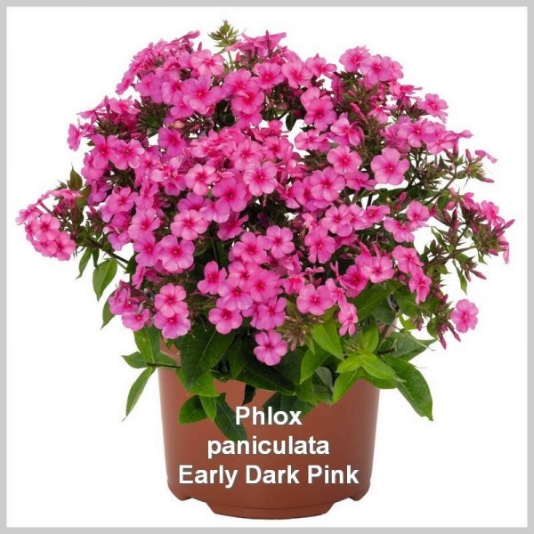Phlox paniculata Early Dark Pink