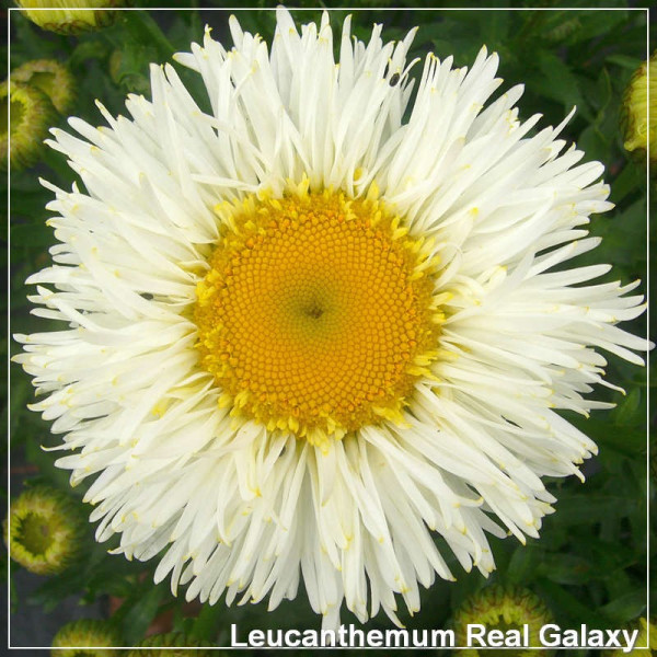 Leucanthemum Real Galaxy