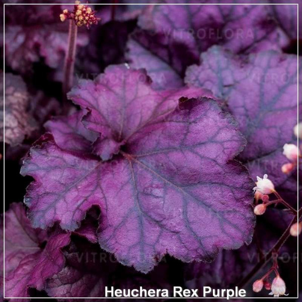 Heuchera Rex Purple