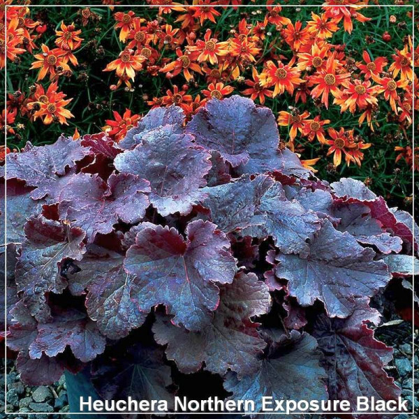 Heuchera Northern Exposure Black