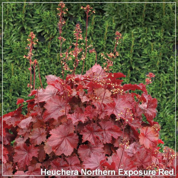 Heuchera Northern Exposure Red
