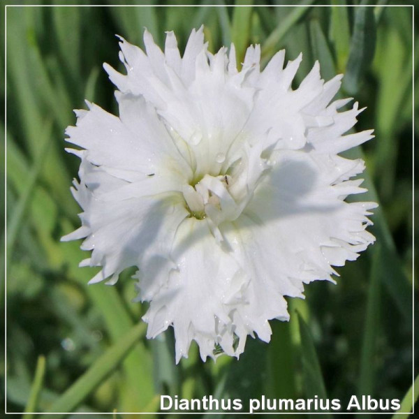 Dianthus plumarius Albus