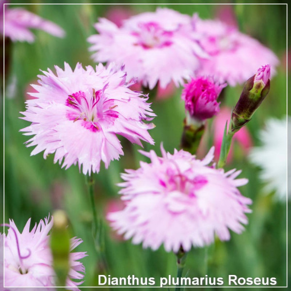 Dianthus plumarius Roseus