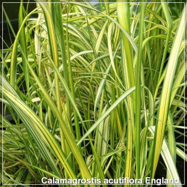 Calamagrostis England