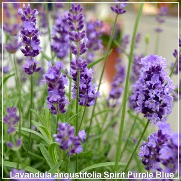 Lavandula Spirit Purple Blue