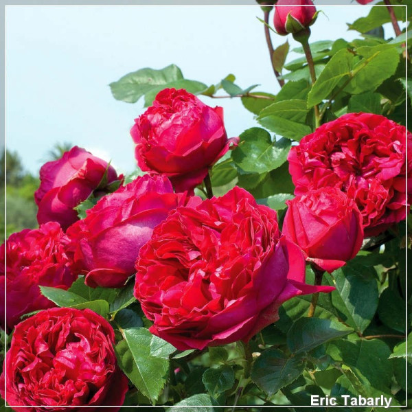 Trandafir Red Eden Rose