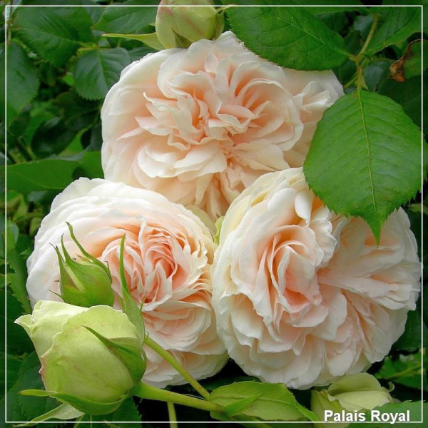 Trandafir catarator Meilland GPT White Eden Rose (Palais Royal)