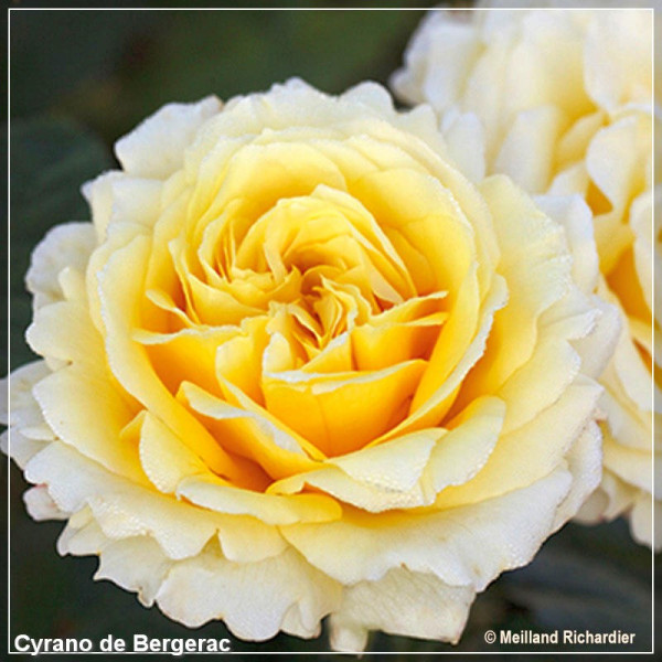 Trandafir catarator Meilland GPT Yellow Polka (Cyrano de Bergerac)