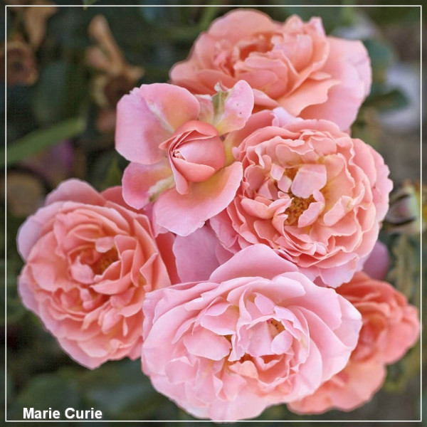 Trandafir floribunda Meilland Marie Curie