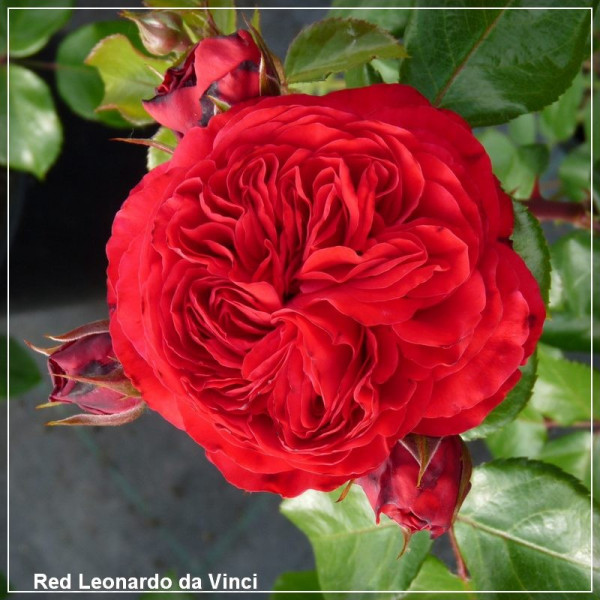 Trandafir floribunda Meilland Red Leonardo da Vinci