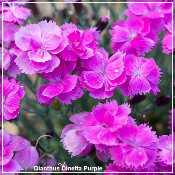 Dianthus Dinetta Purple