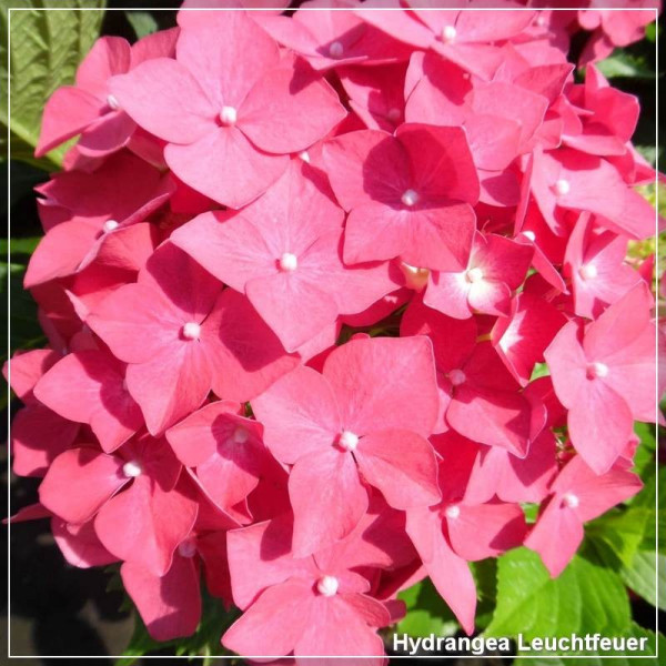 Hydrangea Leuchtkafer