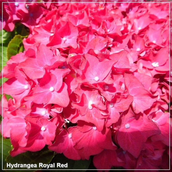 Hydrangea Royal Red