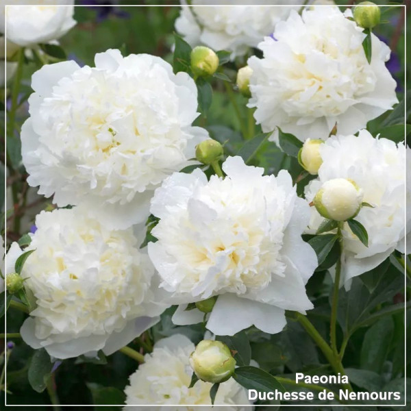 Bujor - Paeonia Duchesse de Nemours - radacina nuda