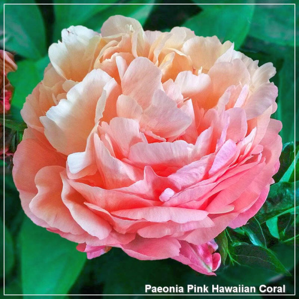 Paeonia Pink Hawaiian Coral