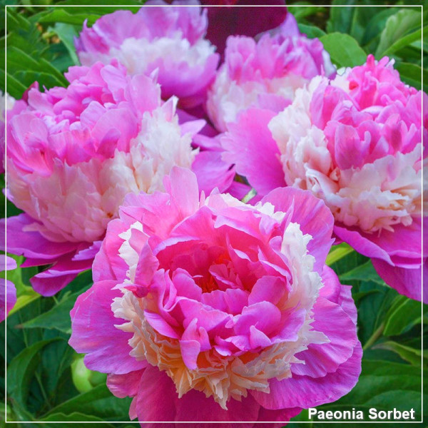 Paeonia Sorbet