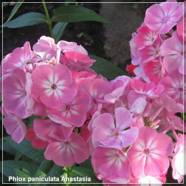 Phlox paniculata Anastasia