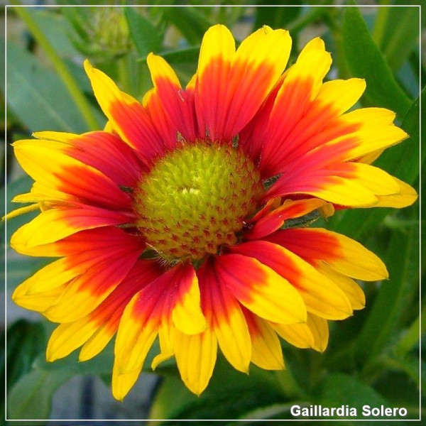 Gaillardia Solero