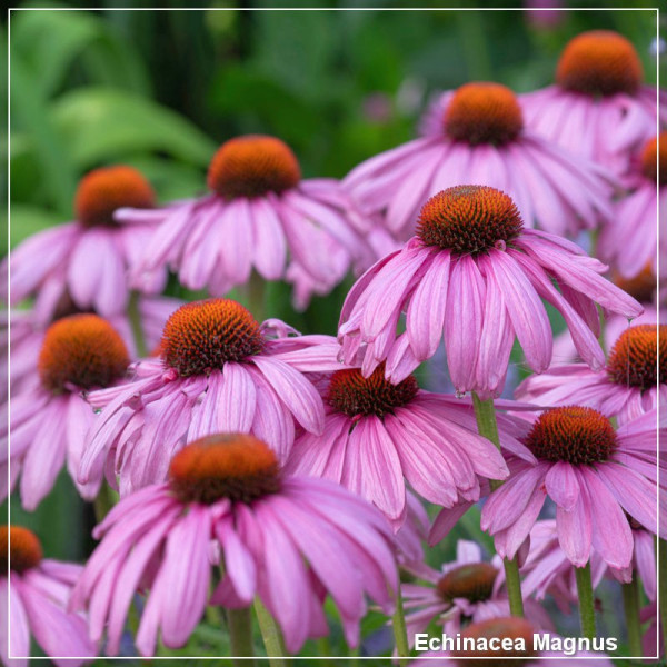 Echinacea Magnus